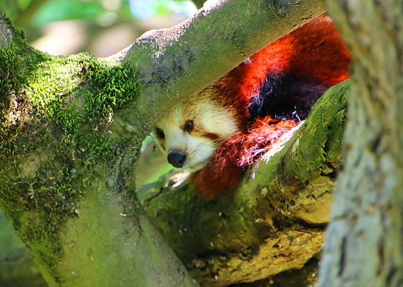 01.06.2021 - Die schönsten Stunden aus dem Zoo Salzburg.