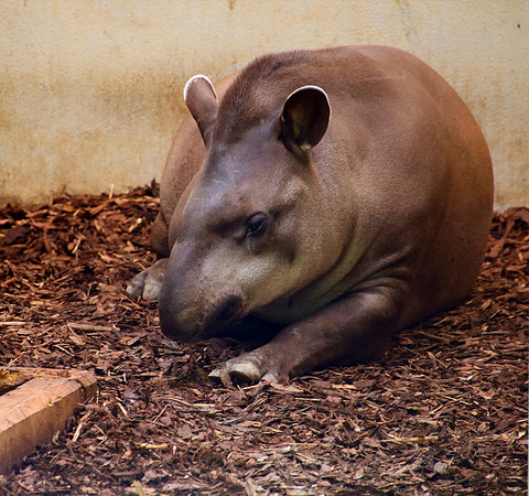 01.06.2021 - Die schönsten Stunden aus dem Zoo Salzburg.