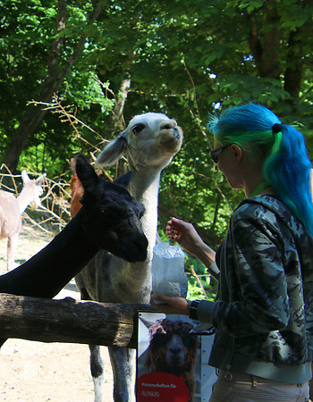 01.06.2021 - Die schönsten Stunden aus dem Zoo Salzburg.