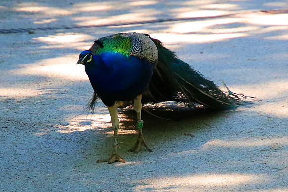 01.06.2021 - Die schönsten Stunden aus dem Zoo Salzburg.