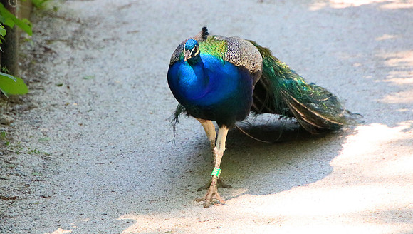 01.06.2021 - Die schönsten Stunden aus dem Zoo Salzburg.
