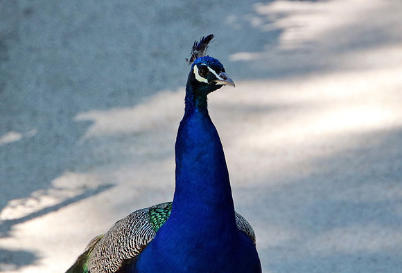 01.06.2021 - Die schönsten Stunden aus dem Zoo Salzburg.