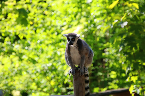 01.06.2021 - Die schönsten Stunden aus dem Zoo Salzburg.