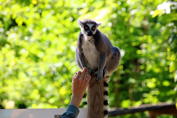 01.06.2021 - Die schönsten Stunden aus dem Zoo Salzburg.