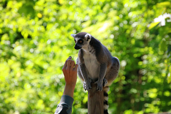 01.06.2021 - Die schönsten Stunden aus dem Zoo Salzburg.