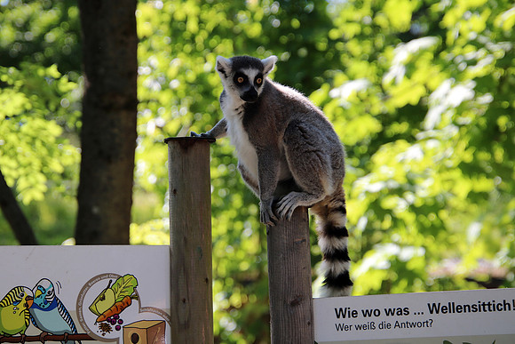 01.06.2021 - Die schönsten Stunden aus dem Zoo Salzburg.