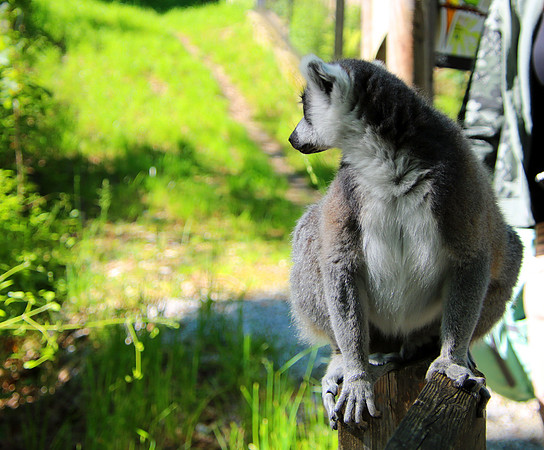 01.06.2021 - Die schönsten Stunden aus dem Zoo Salzburg.