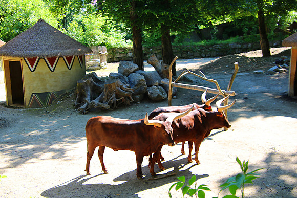 01.06.2021 - Die schönsten Stunden aus dem Zoo Salzburg.
