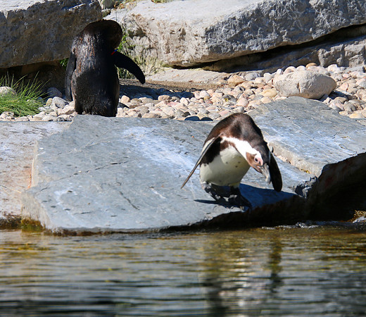 01.06.2021 - Die schönsten Stunden aus dem Zoo Salzburg.