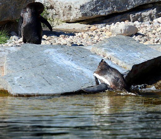 01.06.2021 - Die schönsten Stunden aus dem Zoo Salzburg.