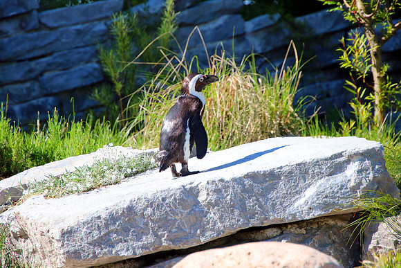 01.06.2021 - Die schönsten Stunden aus dem Zoo Salzburg.