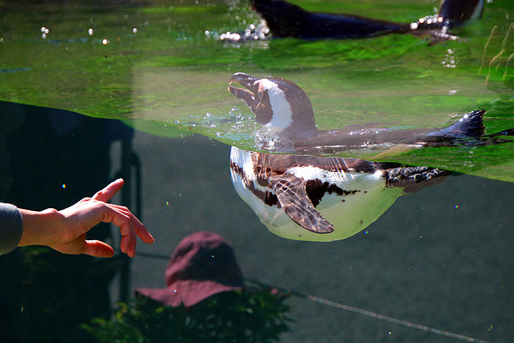 01.06.2021 - Die schönsten Stunden aus dem Zoo Salzburg.