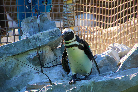 01.06.2021 - Die schönsten Stunden aus dem Zoo Salzburg.