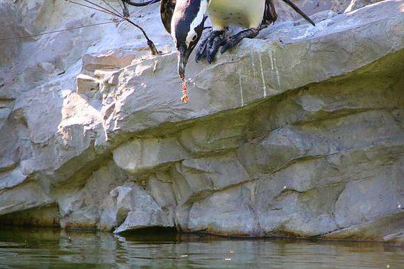 01.06.2021 - Die schönsten Stunden aus dem Zoo Salzburg.