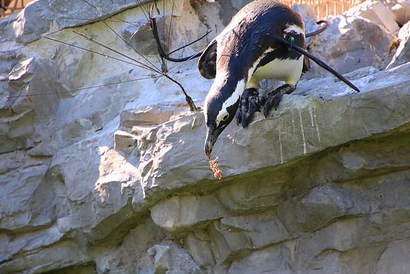 01.06.2021 - Die schönsten Stunden aus dem Zoo Salzburg.
