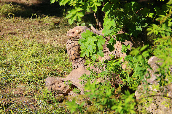 01.06.2021 - Die schönsten Stunden aus dem Zoo Salzburg.