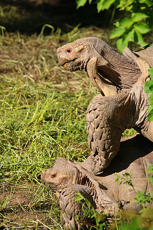 01.06.2021 - Die schönsten Stunden aus dem Zoo Salzburg.