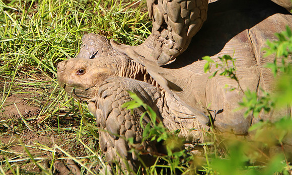 01.06.2021 - Die schönsten Stunden aus dem Zoo Salzburg.