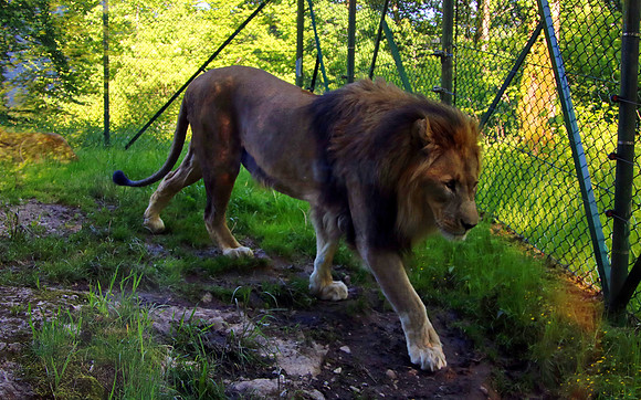 01.06.2021 - Die schönsten Stunden aus dem Zoo Salzburg.