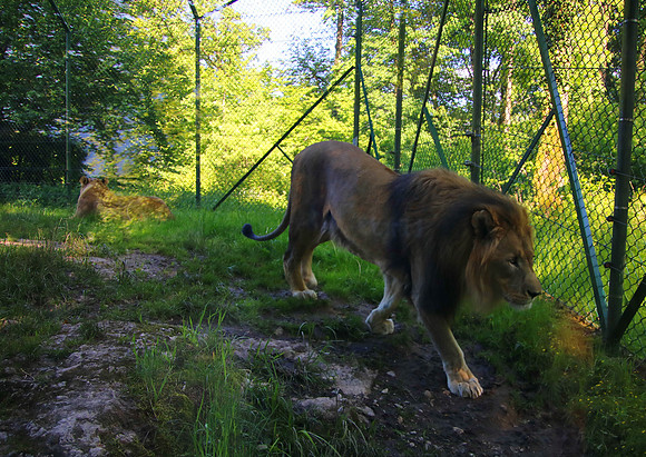 01.06.2021 - Die schönsten Stunden aus dem Zoo Salzburg.