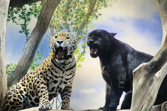 Bonita & Sir William