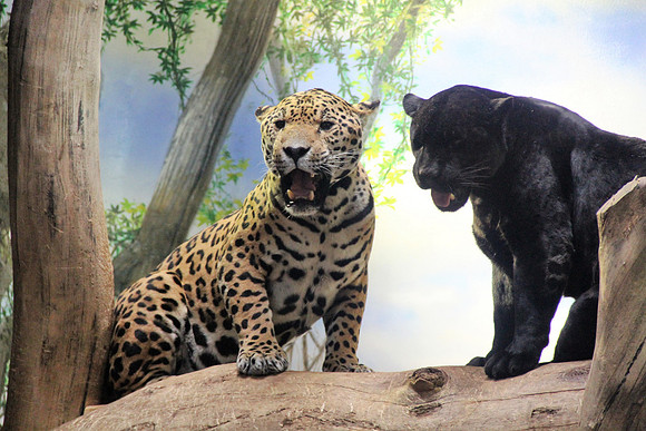 Bonita & Sir William