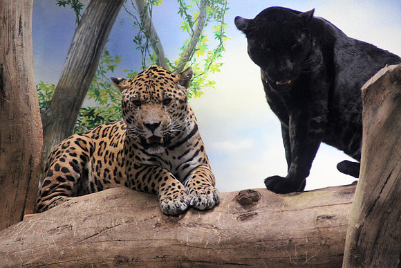Bonita & Sir William