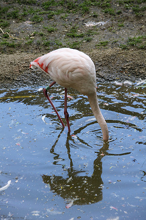 Ostereier suche im Zoo