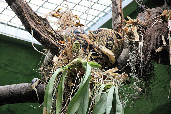 Ostereier suche im Zoo
