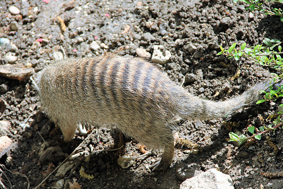 Ostereier suche im Zoo