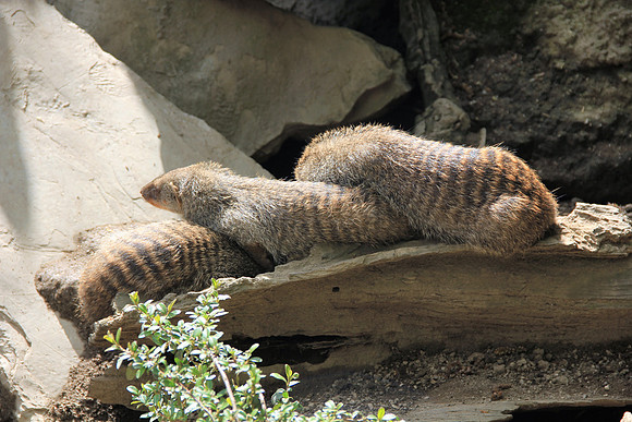 Ostereier suche im Zoo