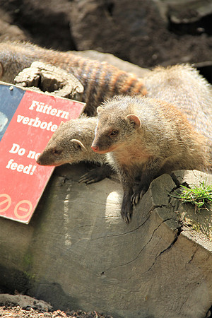 Ostereier suche im Zoo