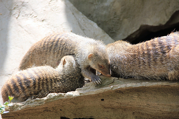 Ostereier suche im Zoo