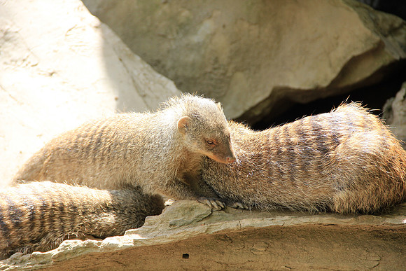 Ostereier suche im Zoo