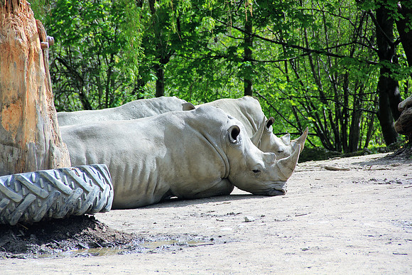 Ostereier suche im Zoo