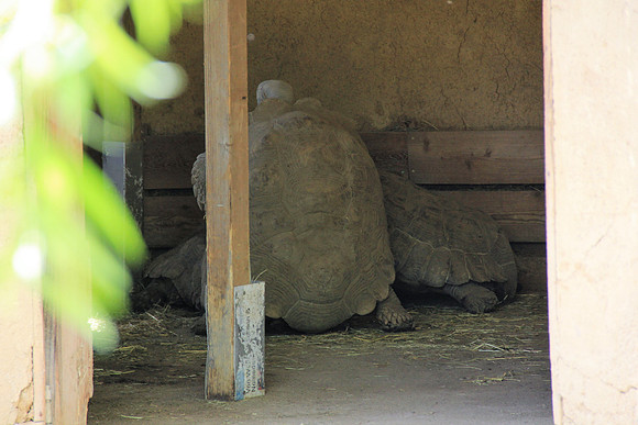 Ostereier suche im Zoo