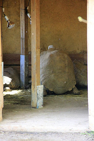 Ostereier suche im Zoo