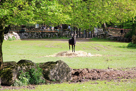 Ostereier suche im Zoo