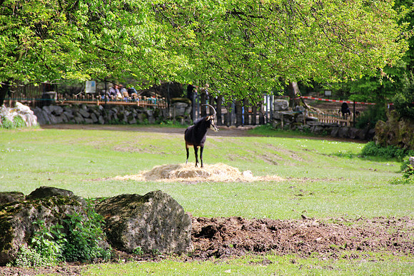 Ostereier suche im Zoo