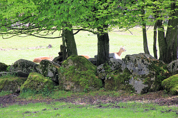 Ostereier suche im Zoo