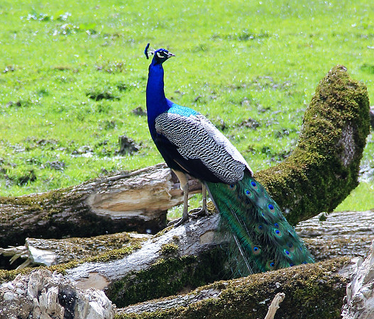 Ostereier suche im Zoo