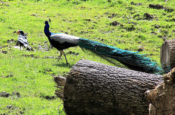 Ostereier suche im Zoo