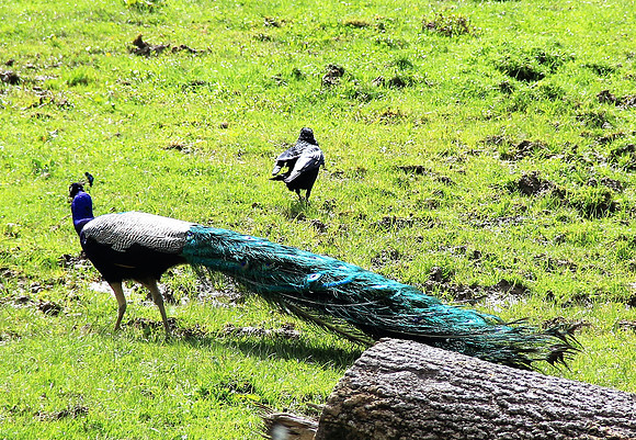Ostereier suche im Zoo