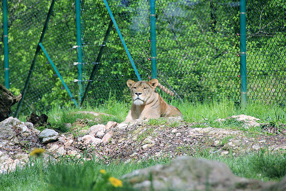 Ostereier suche im Zoo