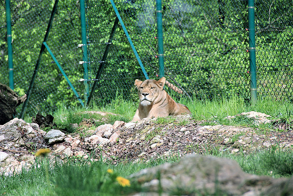 Ostereier suche im Zoo