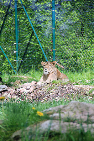 Ostereier suche im Zoo