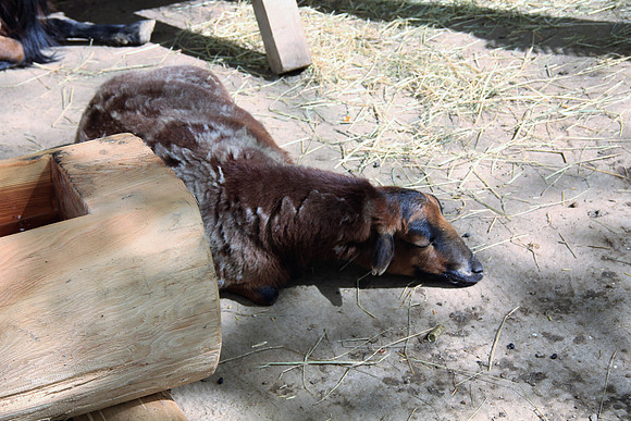 Ostereier suche im Zoo