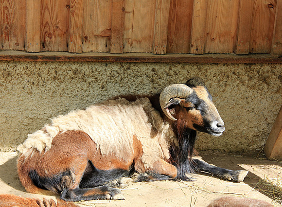 Ostereier suche im Zoo