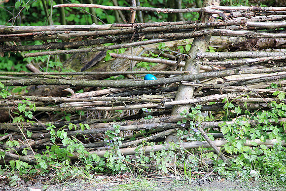 Ostereier suche im Zoo