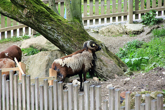 Ostereier suche im Zoo